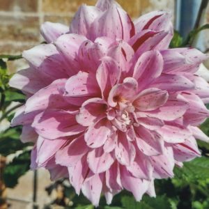 Photograph 6x4 of a Pink Dahlia Flower in the Gardens of Canons Ashby Manor House