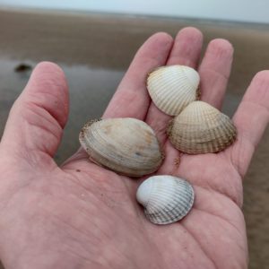 Seashells from Kinmel Bay Beach & Dunes 6×4 Photograph