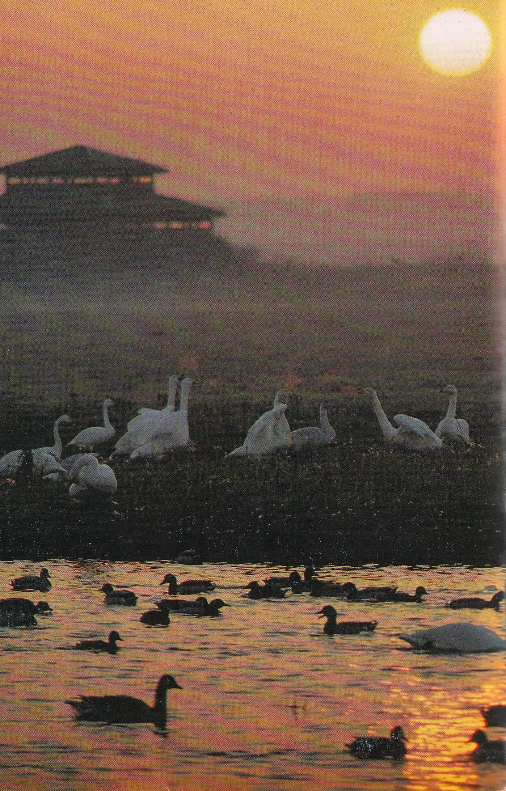 The Wildfowl & Wetlands Trust Souvenir Booklet 1990 – Paperback Wildlife Guide